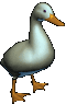 Quack!